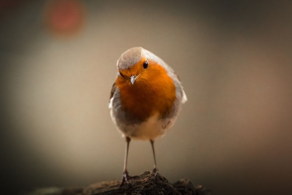 Photograph by Dejan Zakic