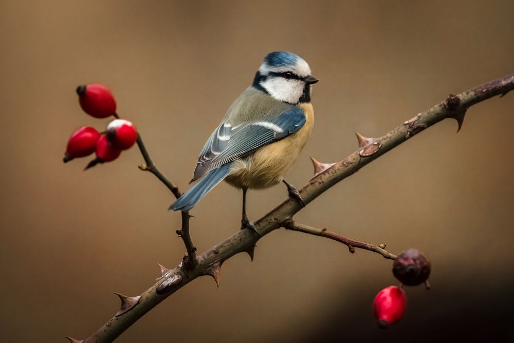 Photograph by Dejan Zakic