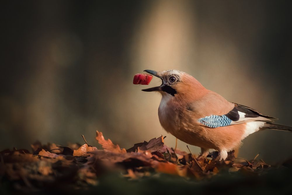 Photograph by Dejan Zakic