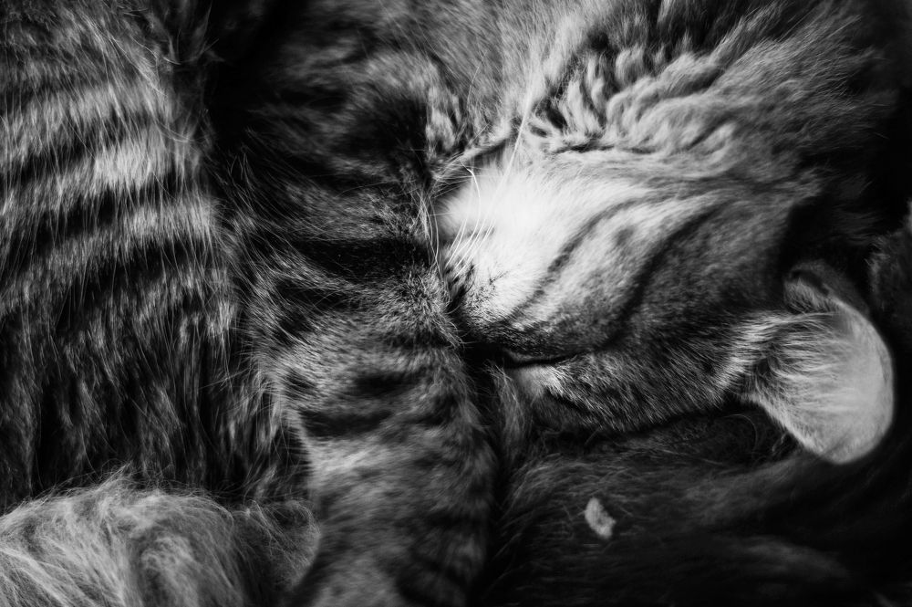 Photograph by zineddine bouhdid