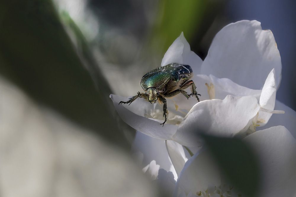 Photograph by Сергей Пискарёв