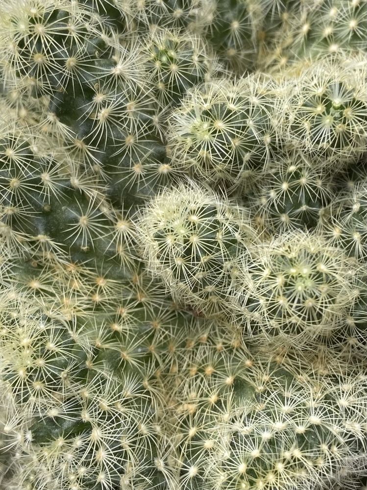 Photograph by Ирина Серегина