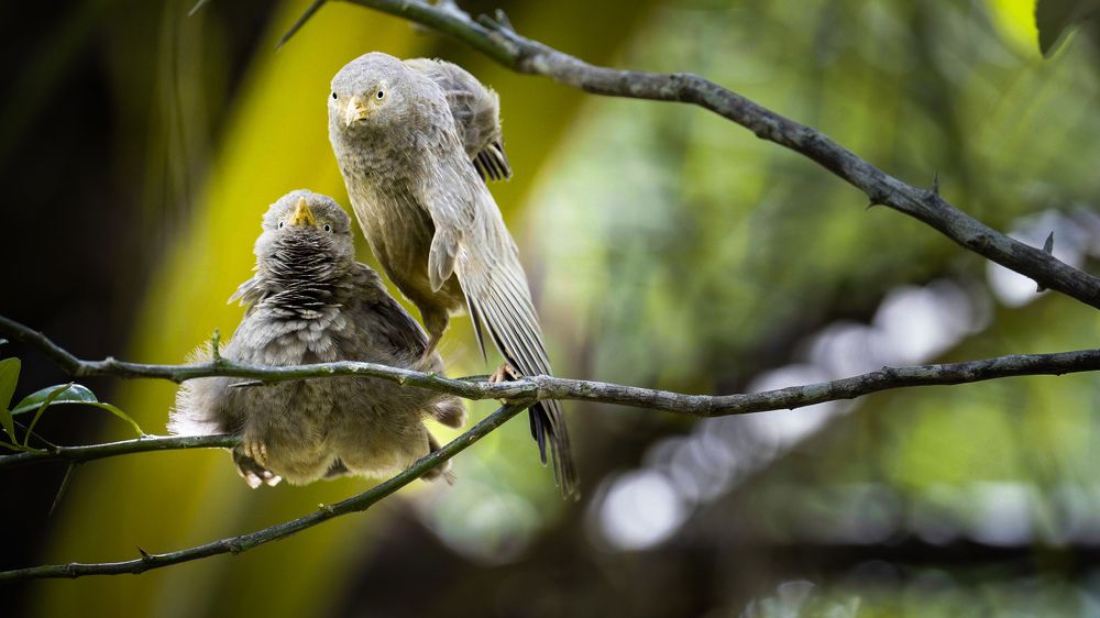 Photograph by Thusitha Dananjaya