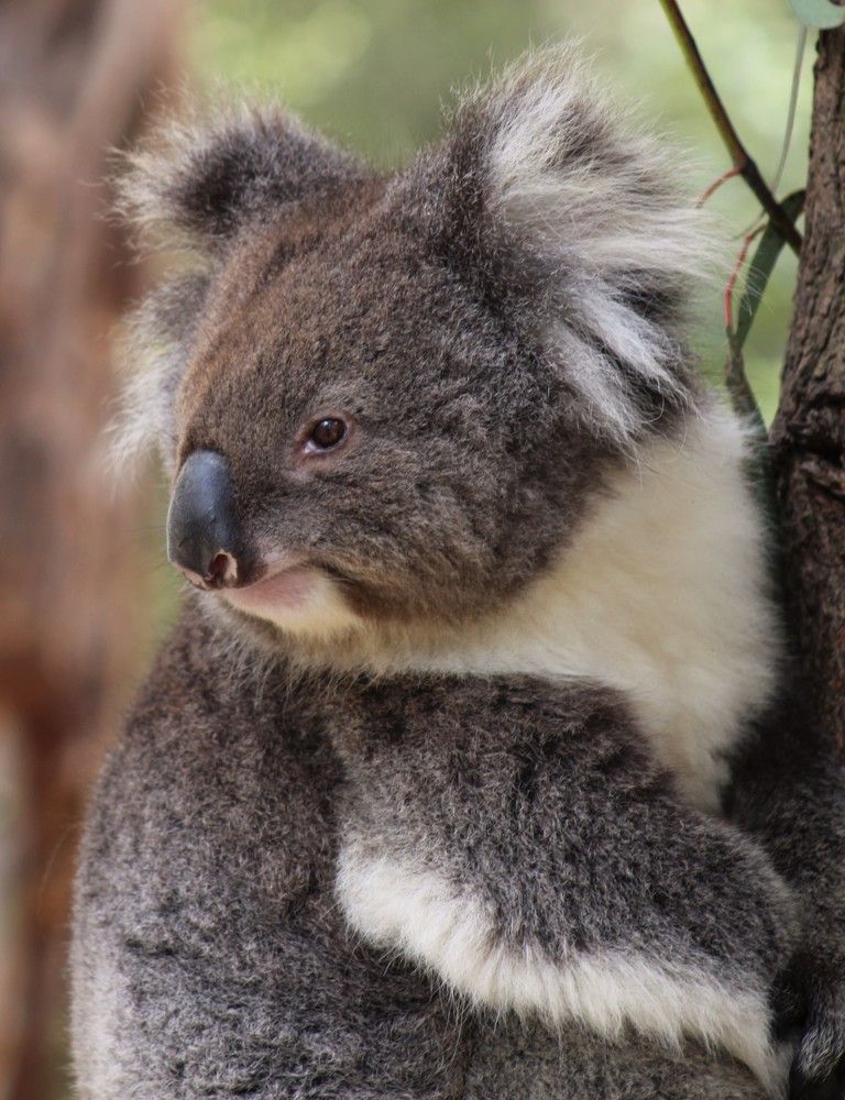 Koala