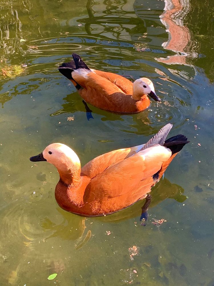 «Беззаботность»