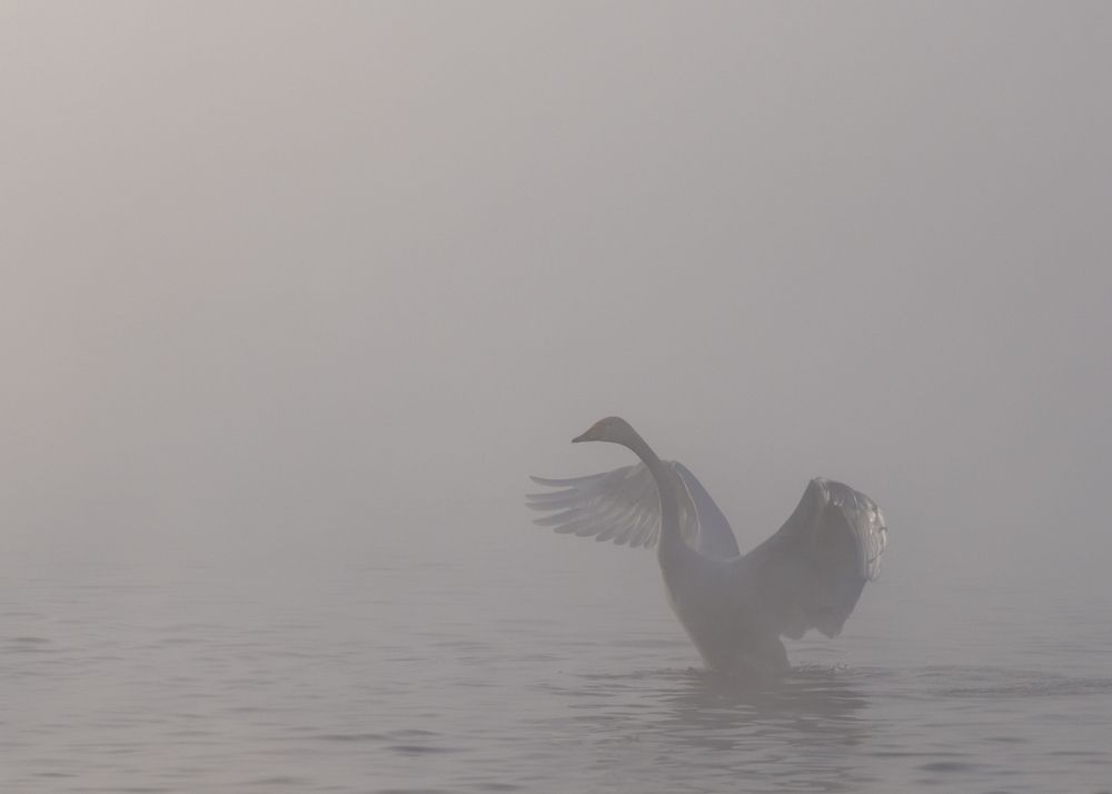 Photograph by Сергей Шерстнев