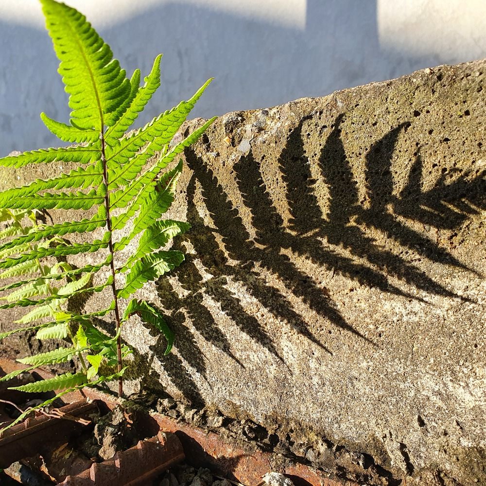 Photograph by Dâmaris Ferrão