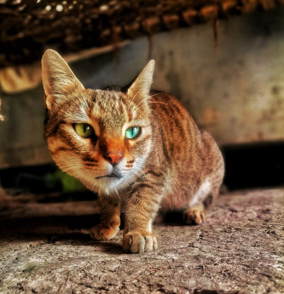 Cat Two colors Eye's