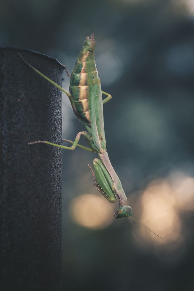 Photograph by Ahmad Alhaj Ebraheem