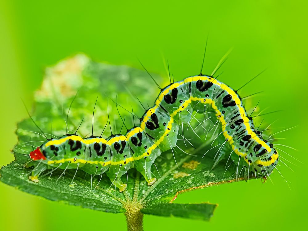 Photograph by Md Raihan