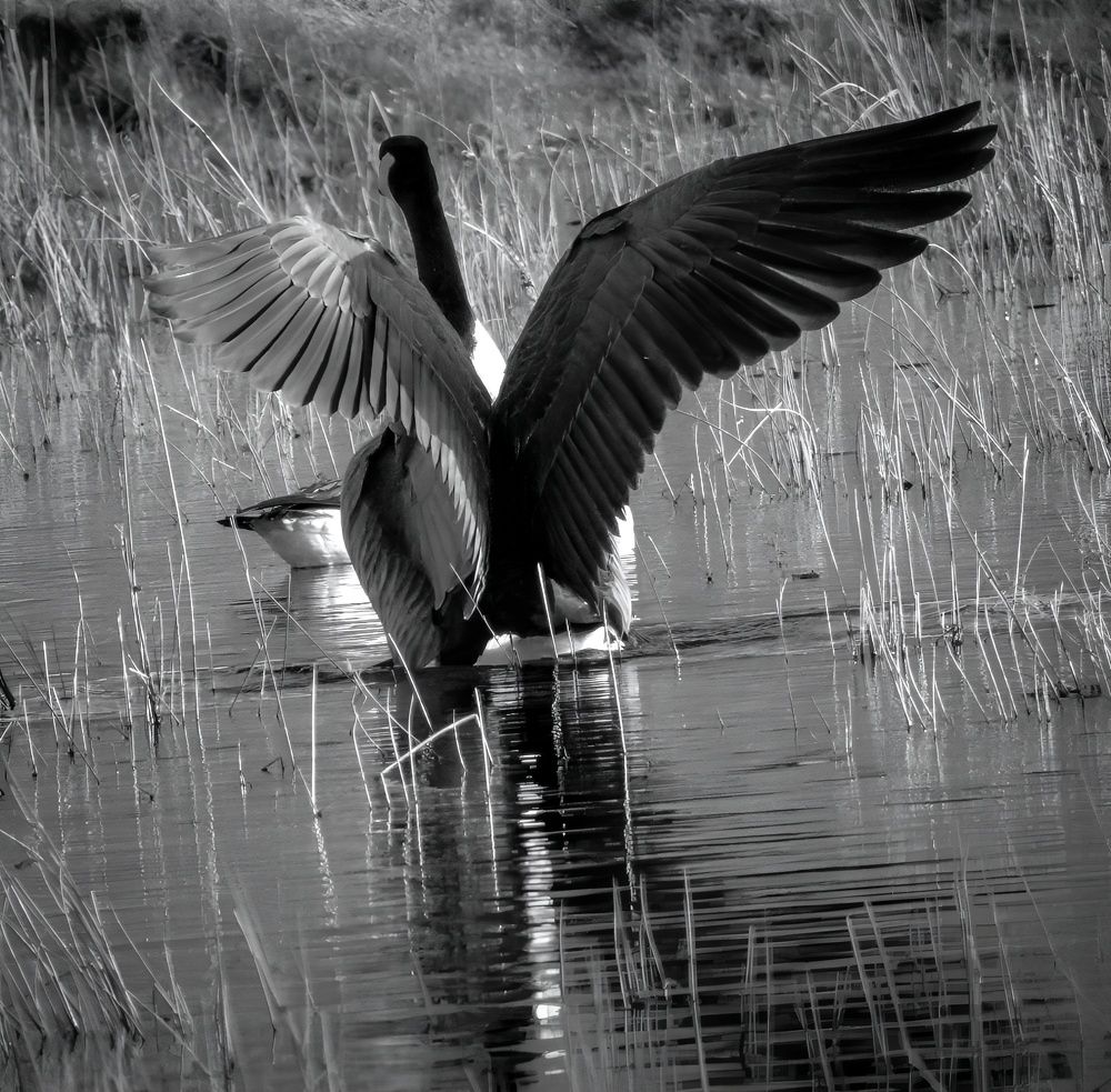 Фотография автора Michael Gault