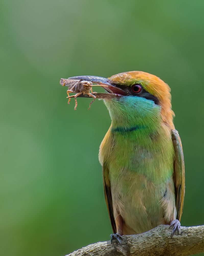 Фотография автора Anandhu M