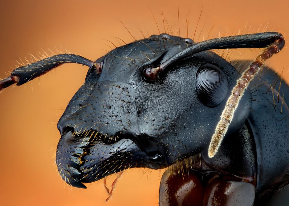 Фотография автора Tran Tuan