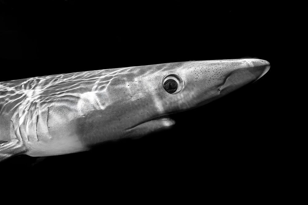 Photograph by Merche Llobera