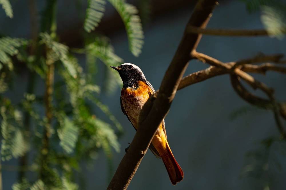 alkrebany Bird sanctuary