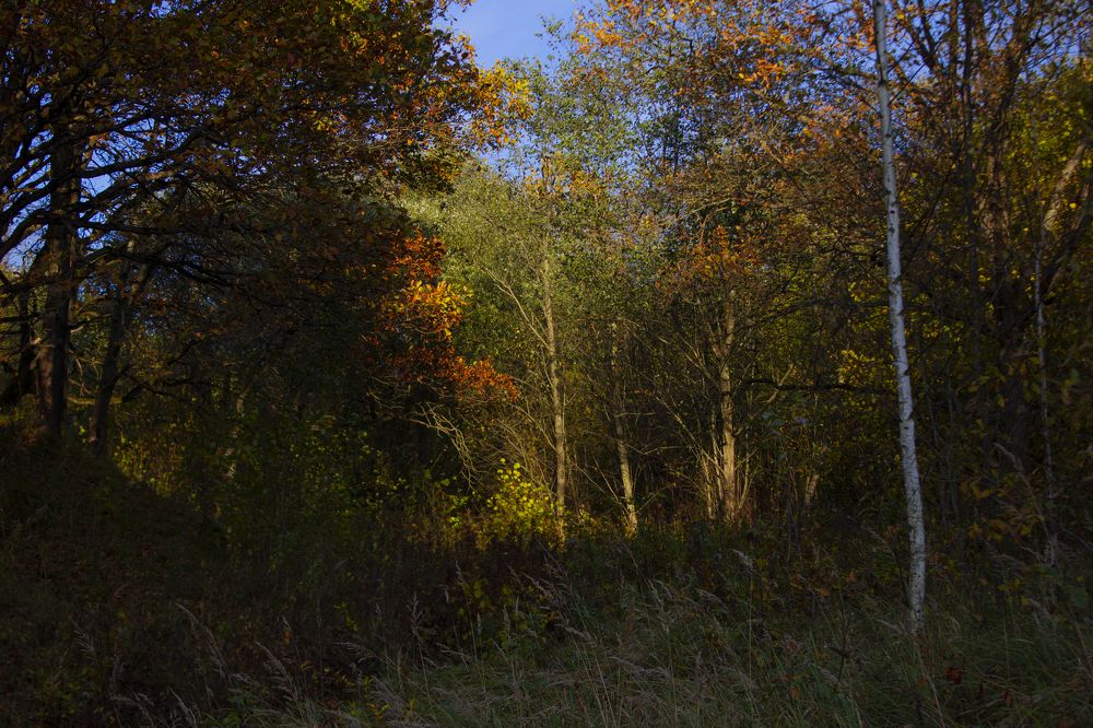 Осенний лес