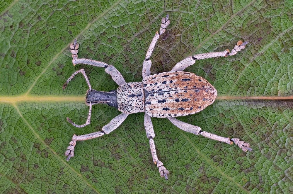 Photograph by Enrico Luzi