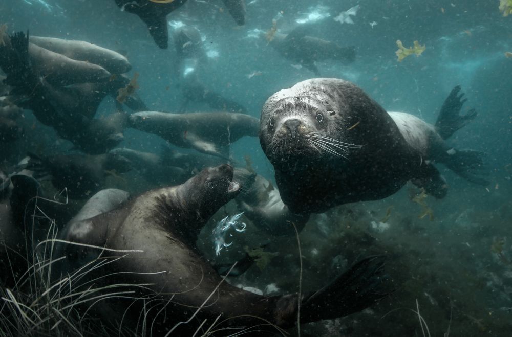 ХОЗЯИН ГАРЕМА