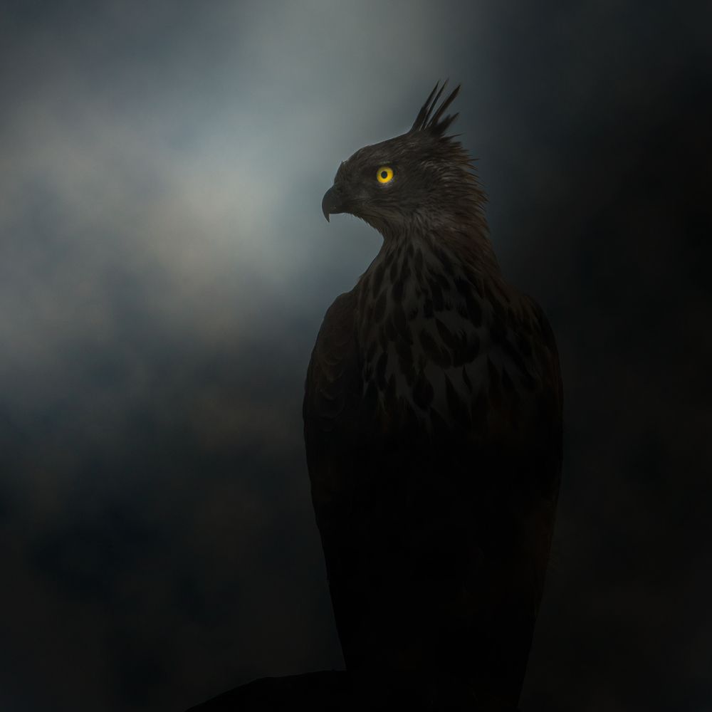 Photograph by Rajeeb Bharali