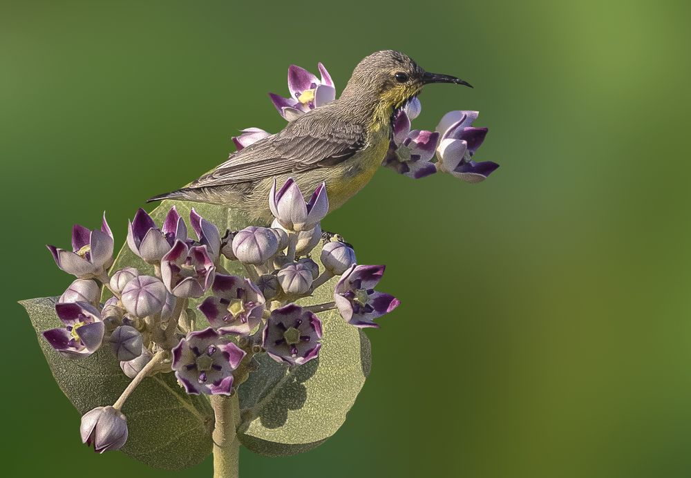 Photograph by MOHAMED ISMAIL