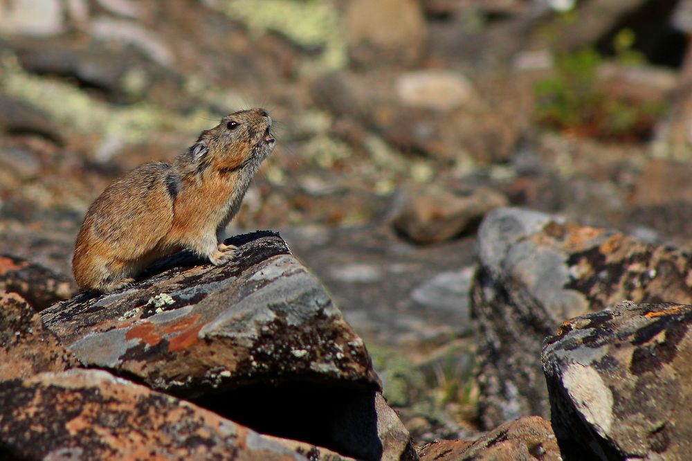 Photograph by Александр Велигура