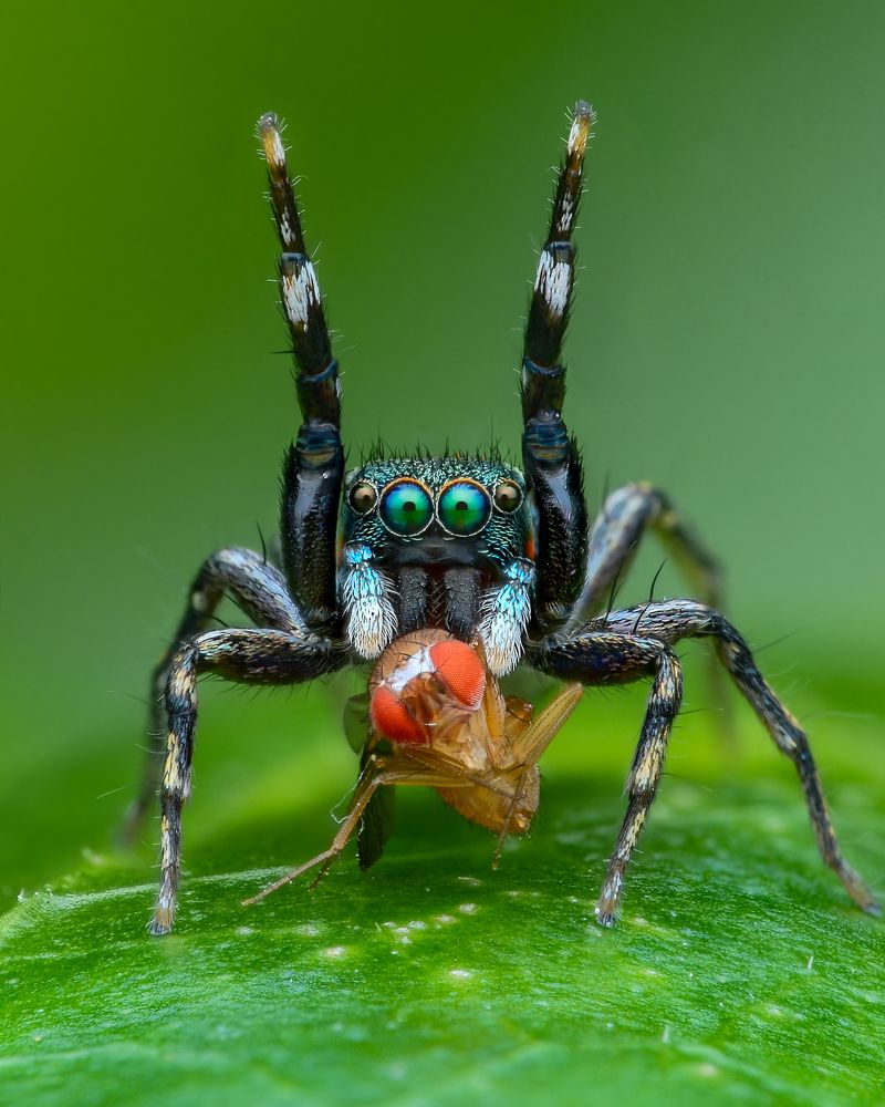Jumping Spiders Hunting