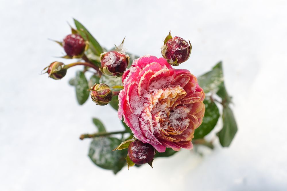 Photograph by Роман Межерицкий