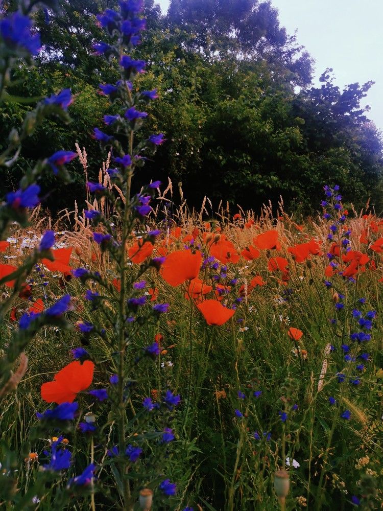 Фотография автора Madina Musaeva