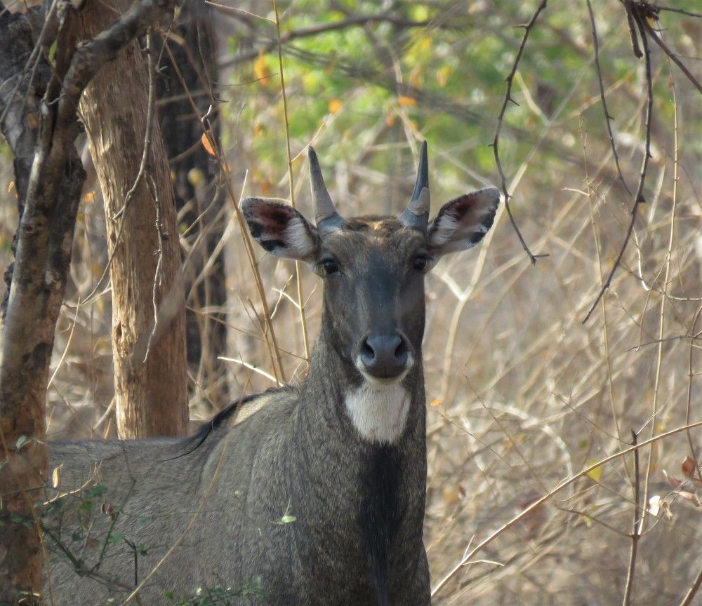Photograph by ANISH BISWAS