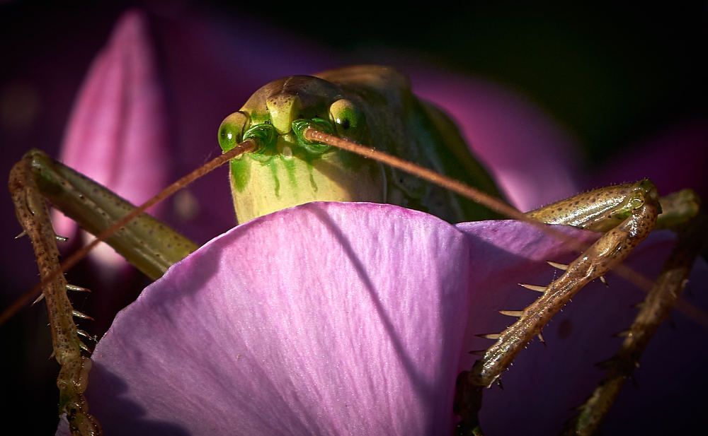 Photograph by Игорь Тымчук