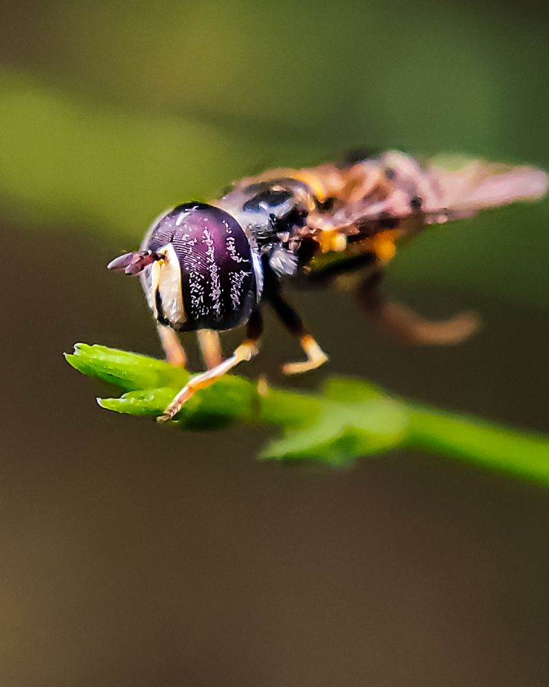 Photograph by Dayal Elayadath