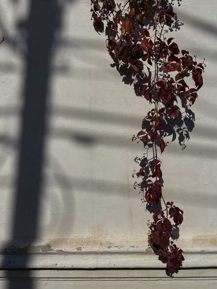 Photograph by Екатерина Абонеева