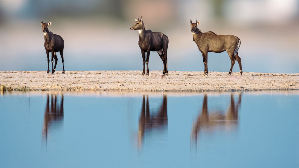 Photograph by ASHWINI BHONGE