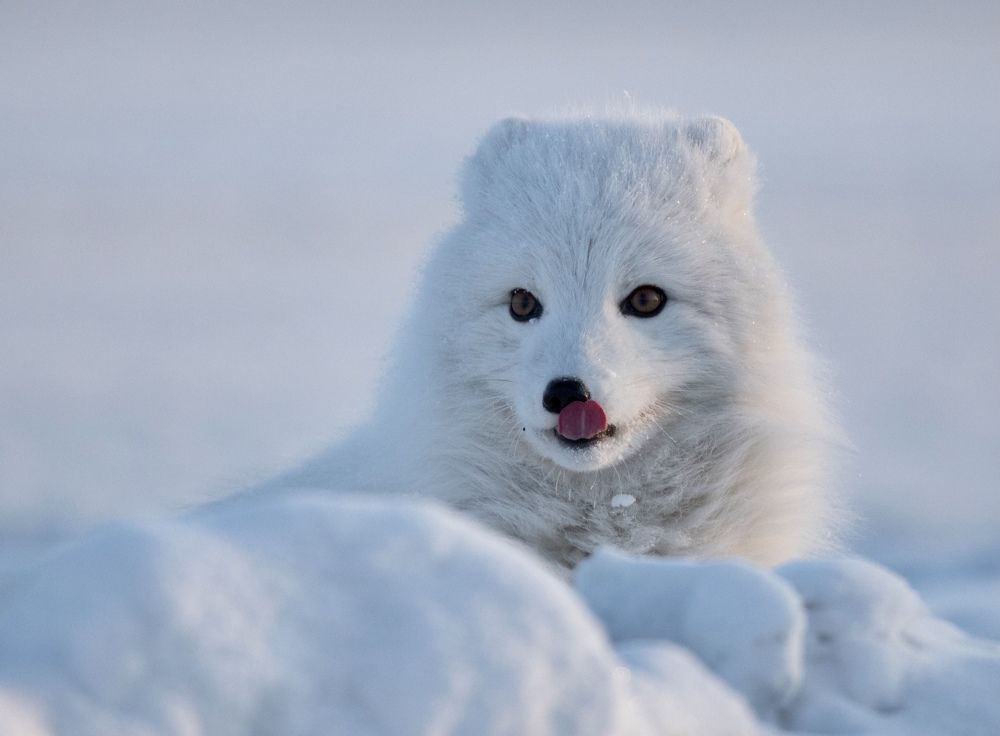 Photograph by Владимир Цветов