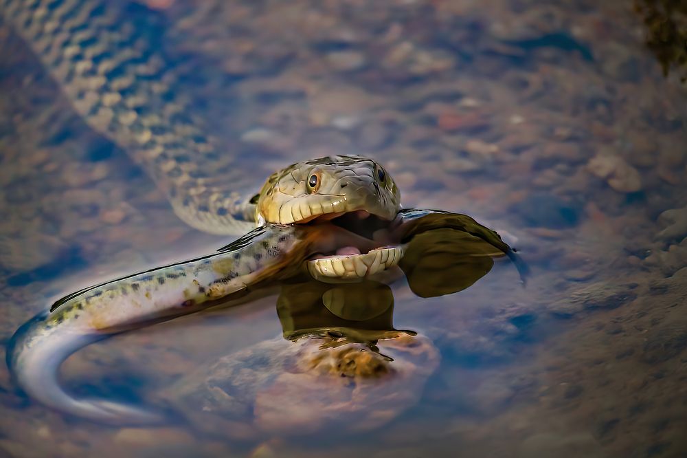 Photograph by Dhruv Shilpi