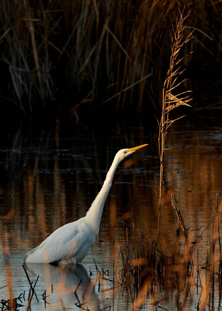 Большая белая цапля (Кронштадт, октябрь 2022)