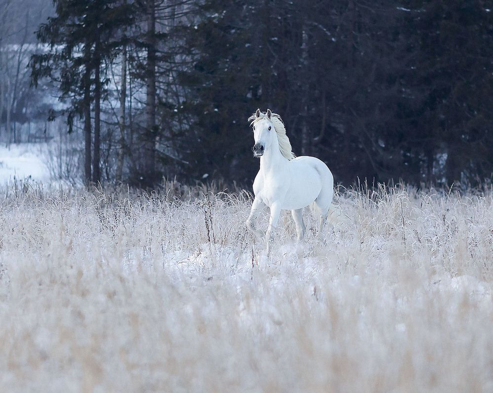 Белоснежный