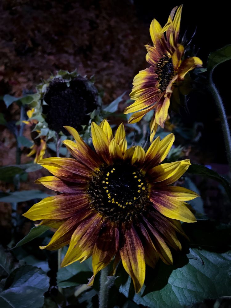 Фотография автора Рамзия Хисамутдинова