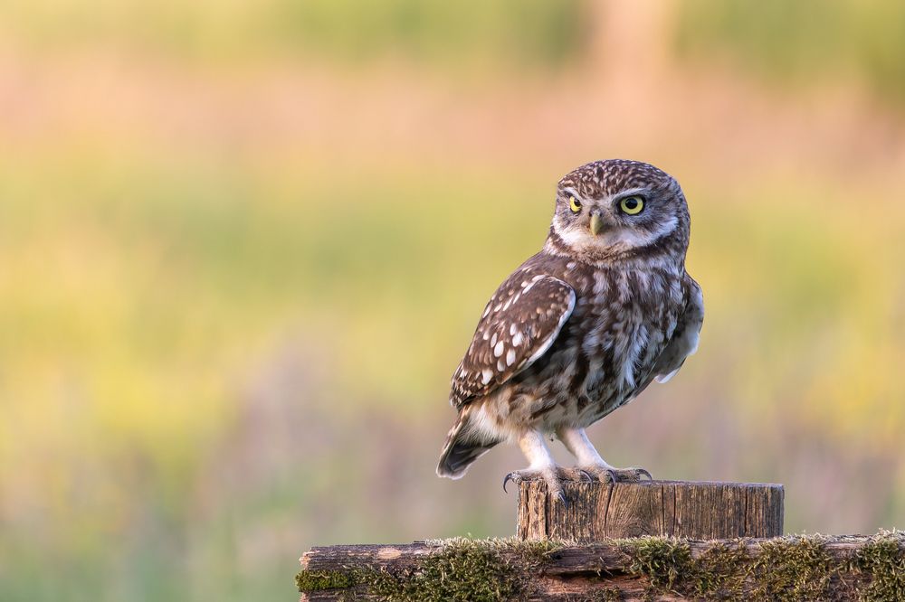 Little Owl