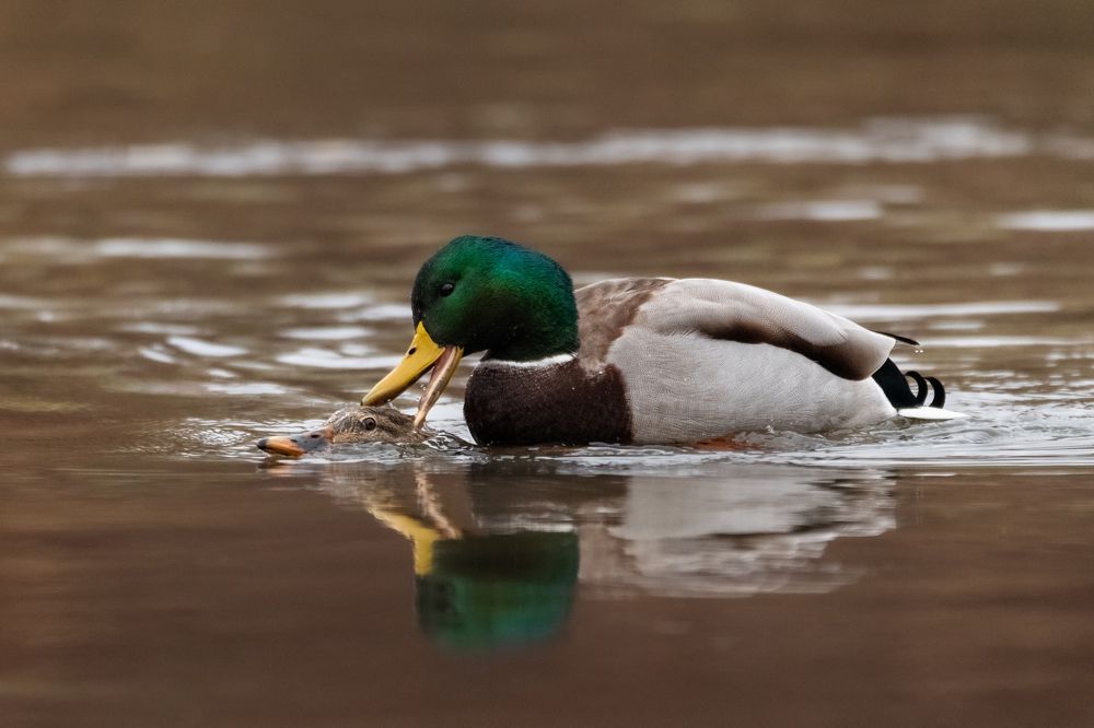 Photograph by Petar Chapkanov