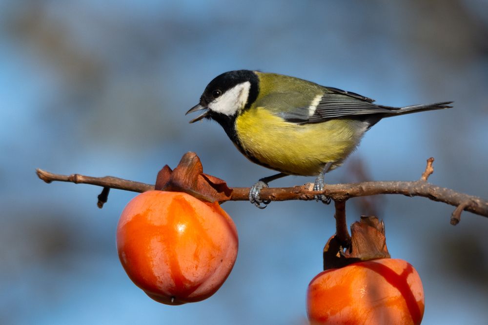 Photograph by Petar Chapkanov