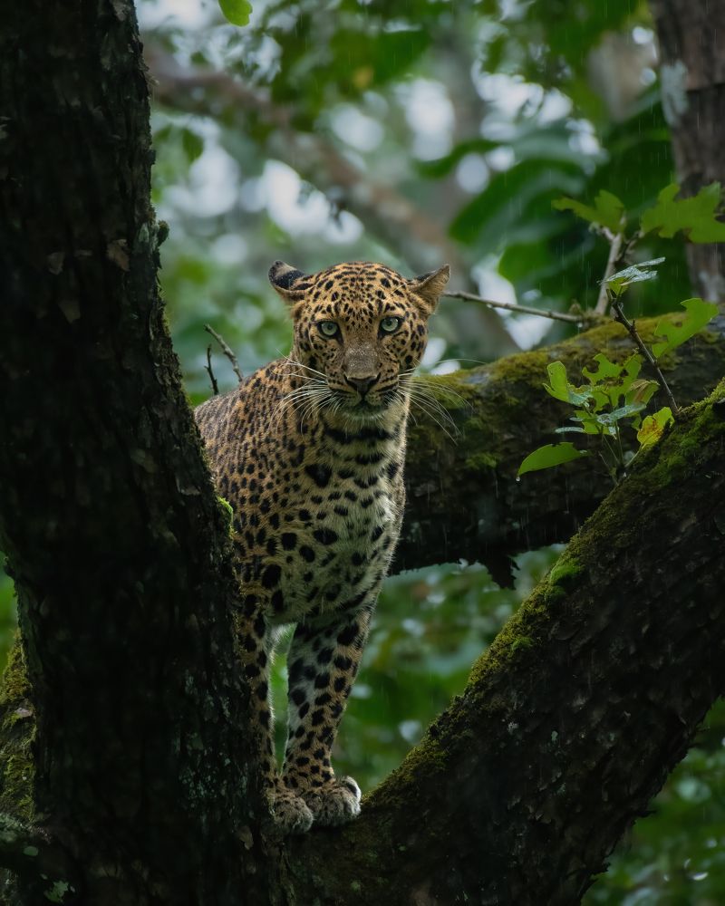 Фотография автора Anandhu M