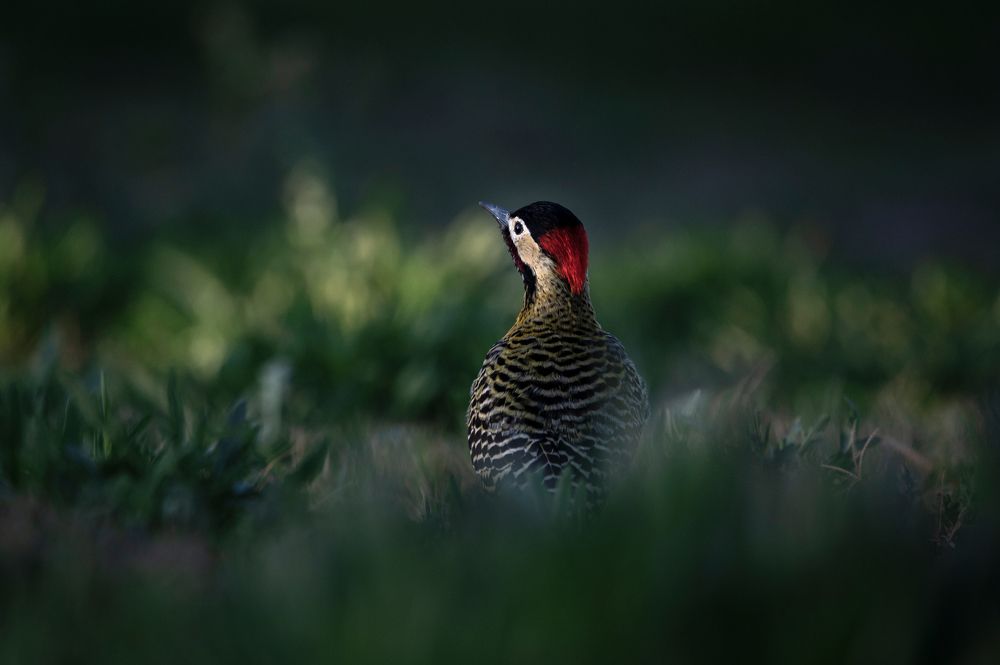 Photograph by Lucia Ana Juárez