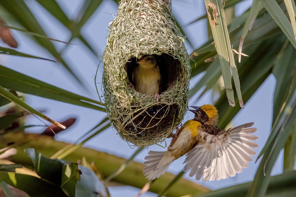 Photograph by Zinda Shaik Mohideen M