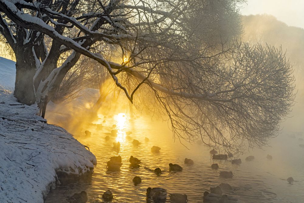Утро в зимнем парке