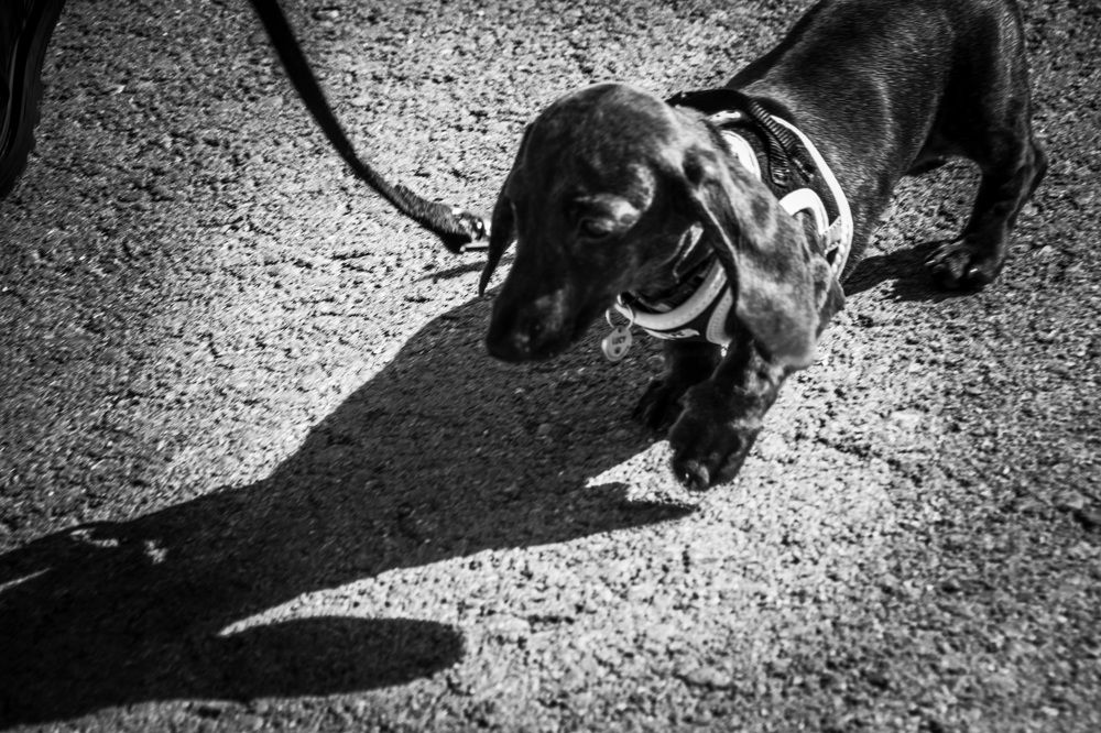 Photograph by Ernest Spiteri Gonzi