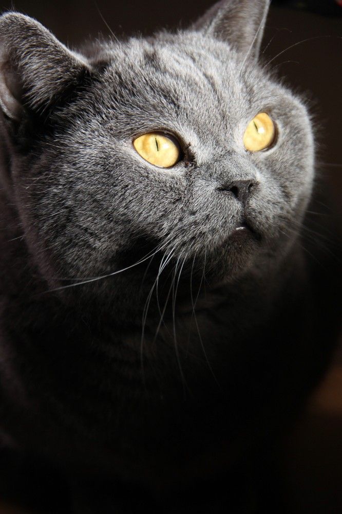 Преданность