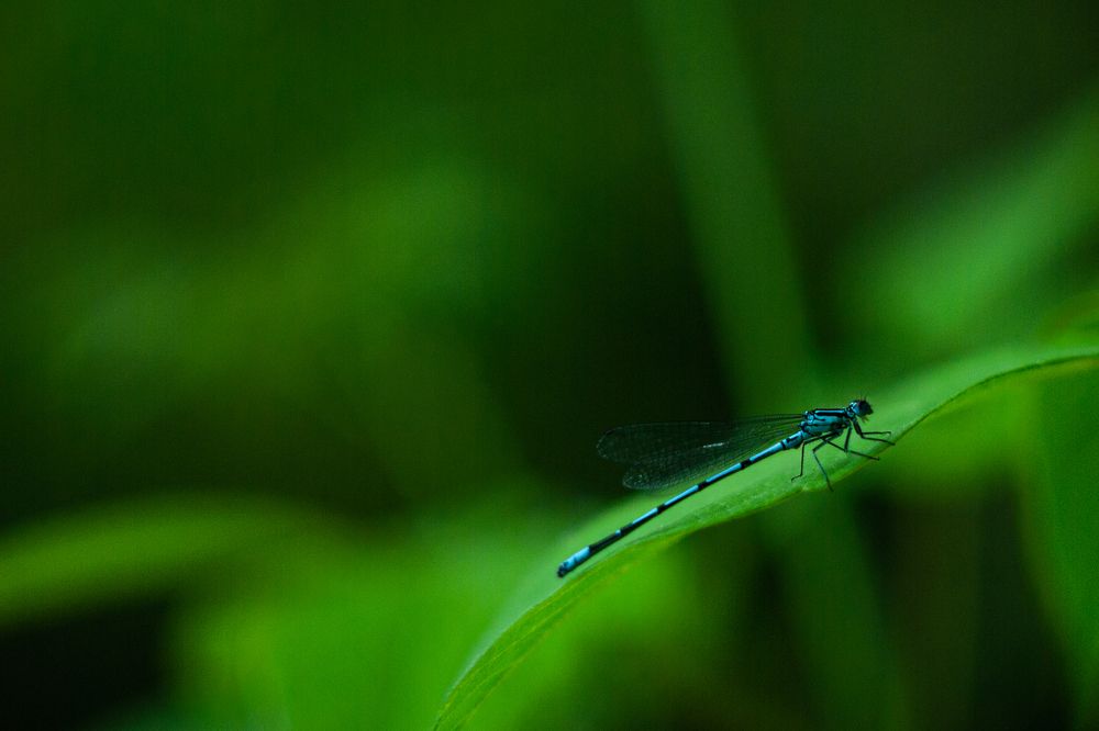 Photograph by Максим Лукманов