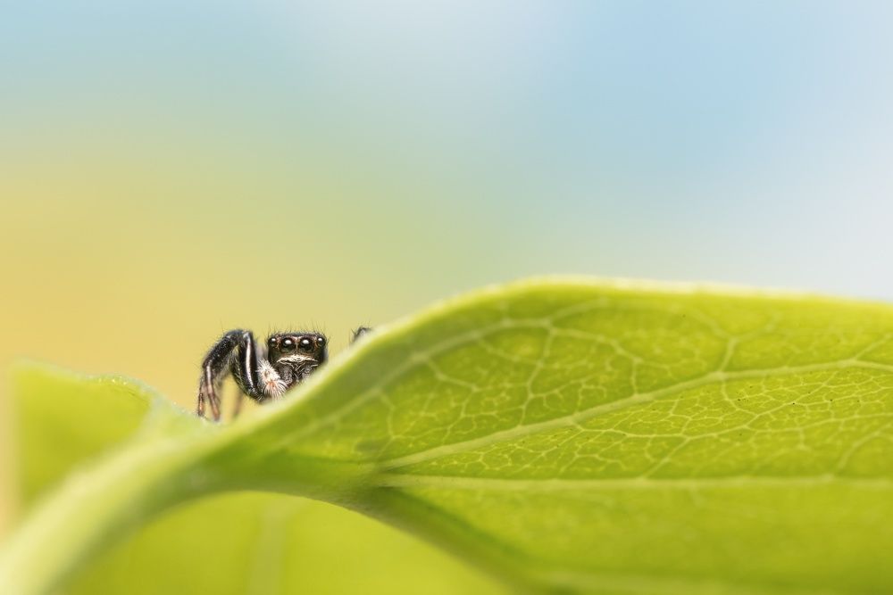 Фотография автора Krisztina Mácsai