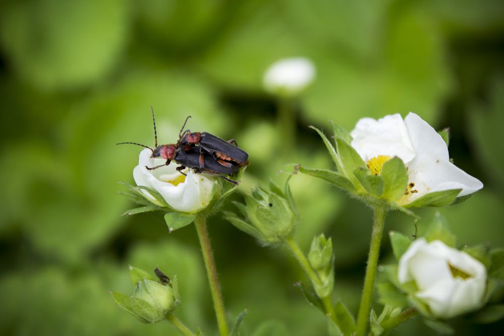 Photograph by Anna Balabanova